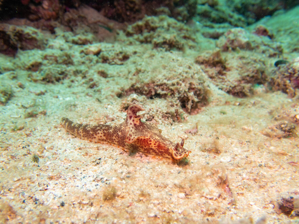 沖縄 ダイビング