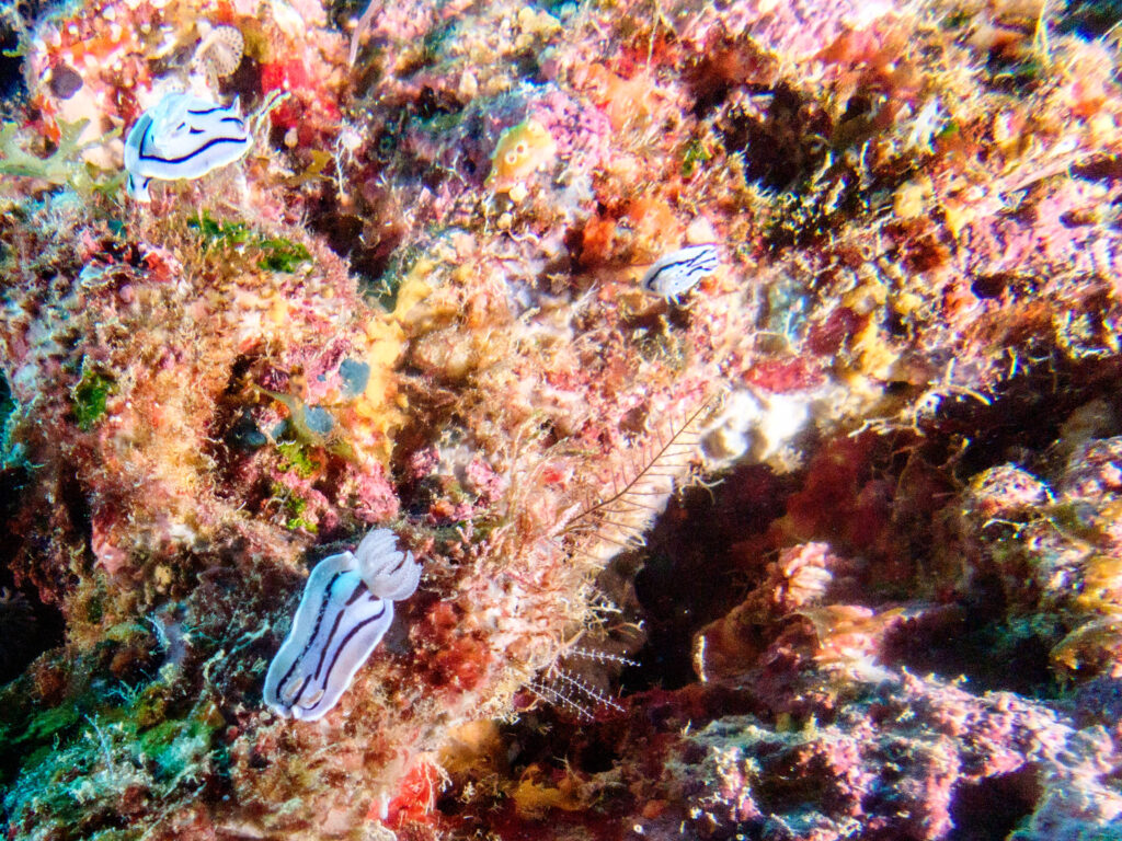 残波 ダイビング