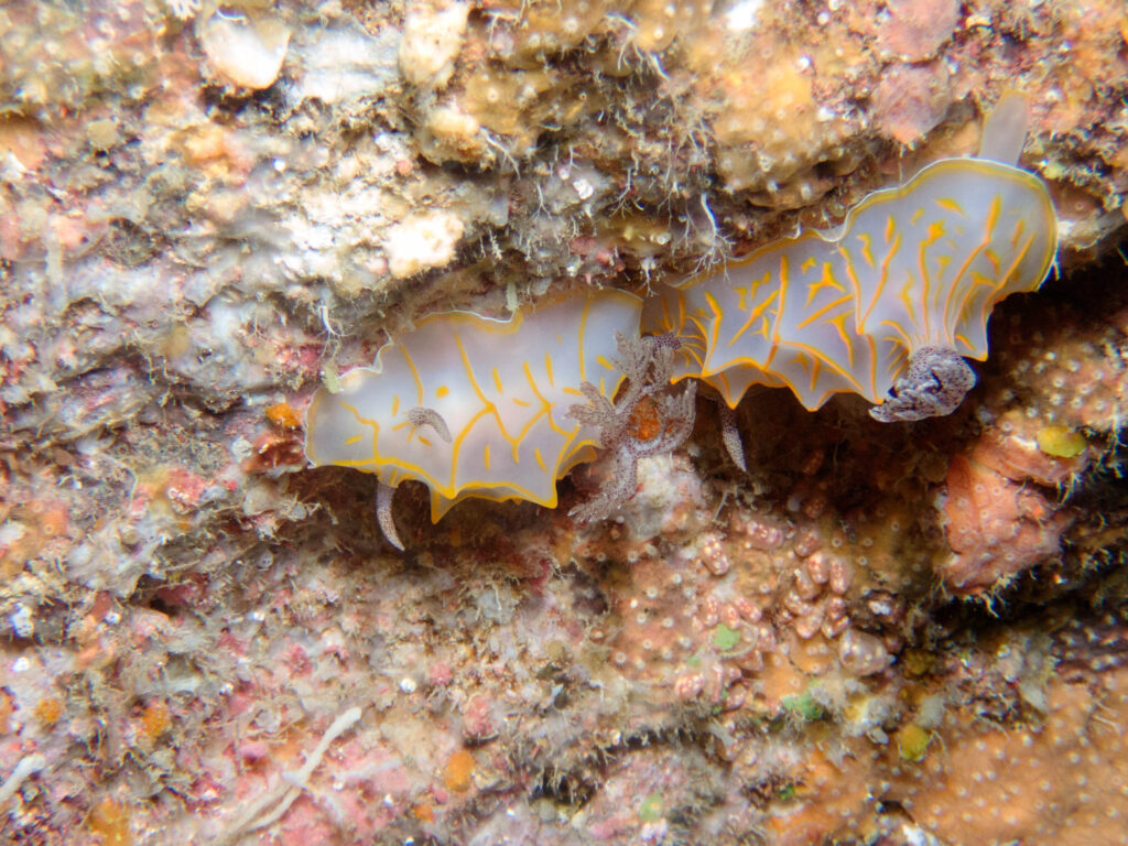 残波 ダイビング