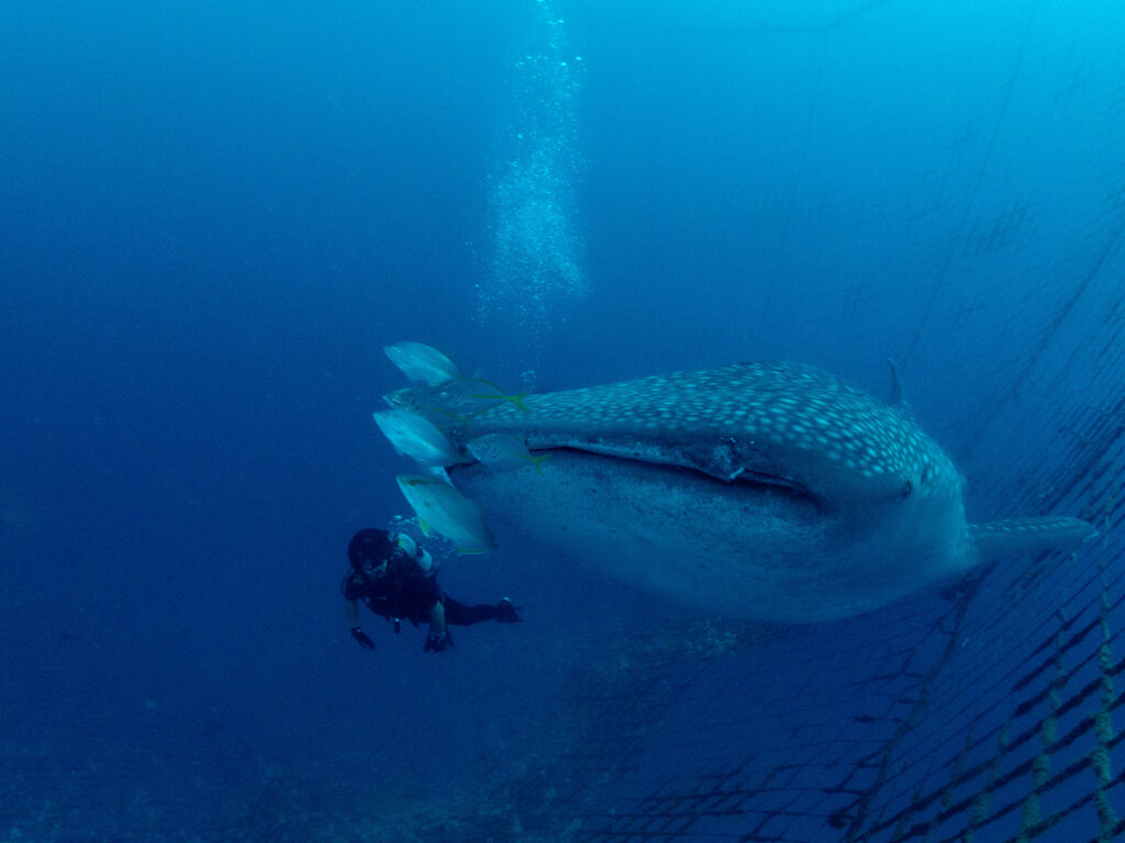 残波 ダイビング