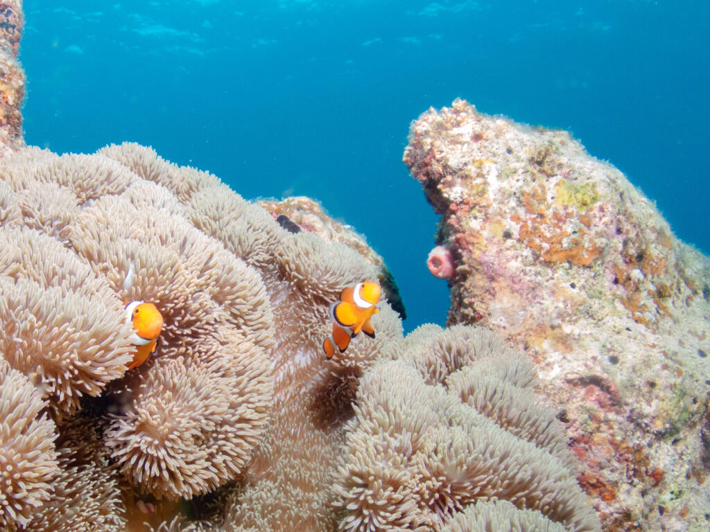恩納村 スキンダイビング