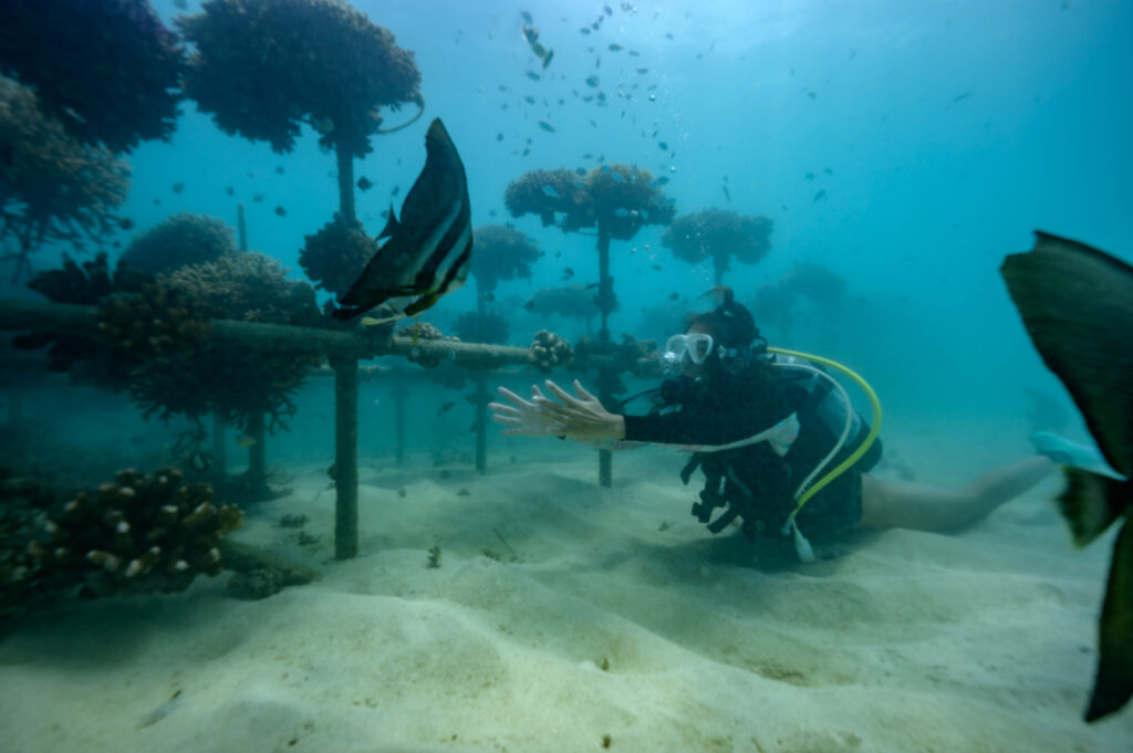 糸満 ファンダイビング