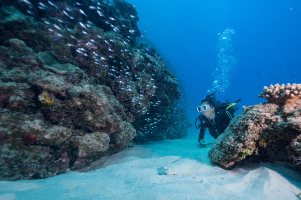 糸満 ファンダイビング