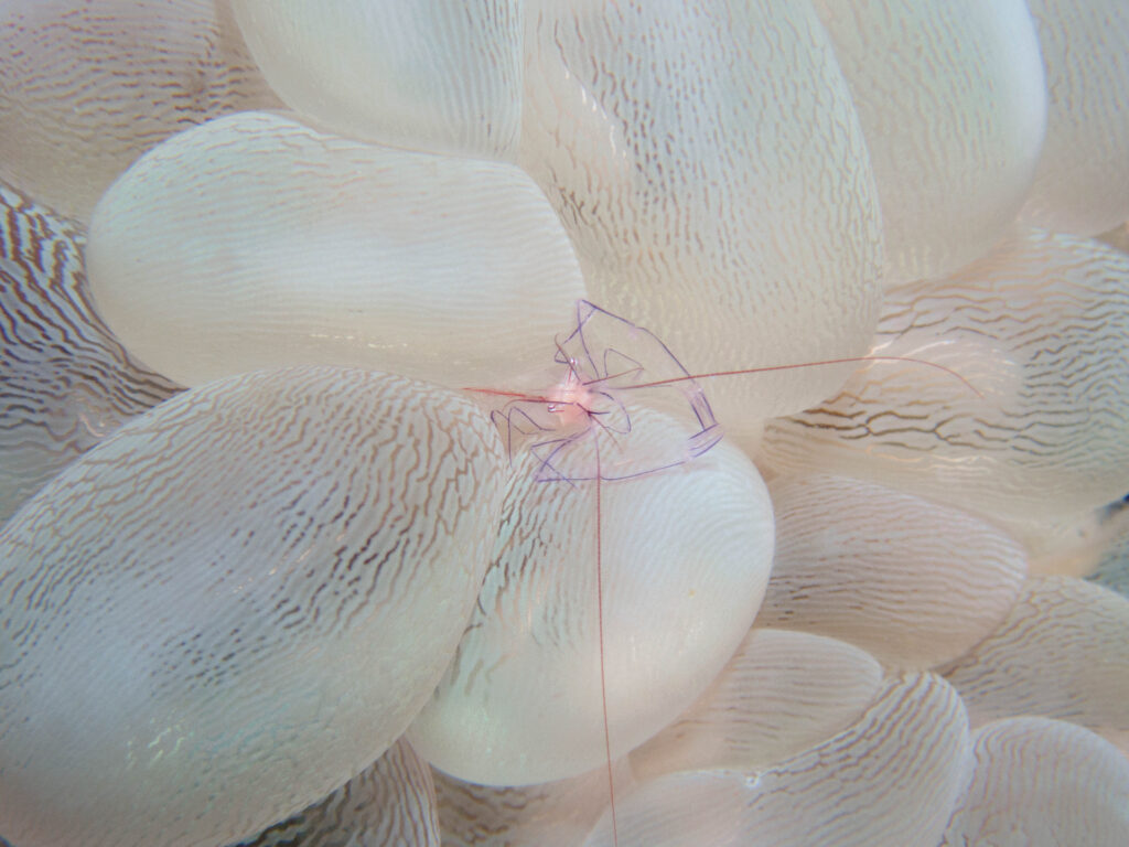 万座 ダイビング