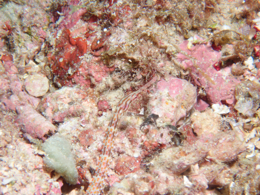 万座 ダイビング