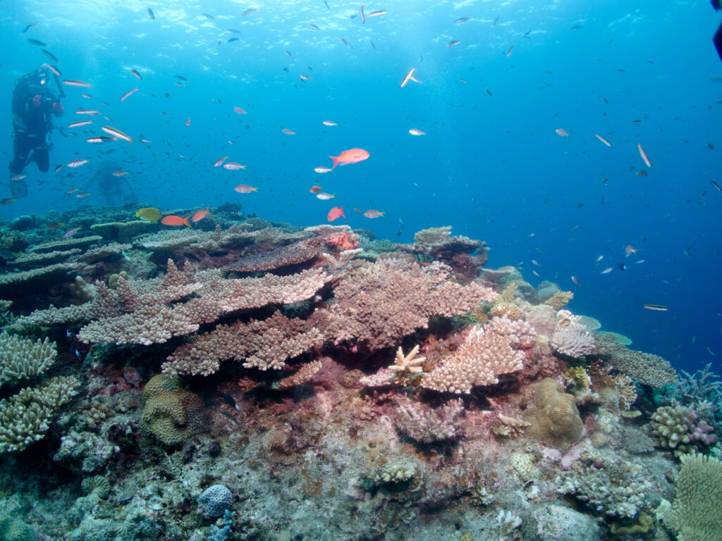 万座 ダイビング