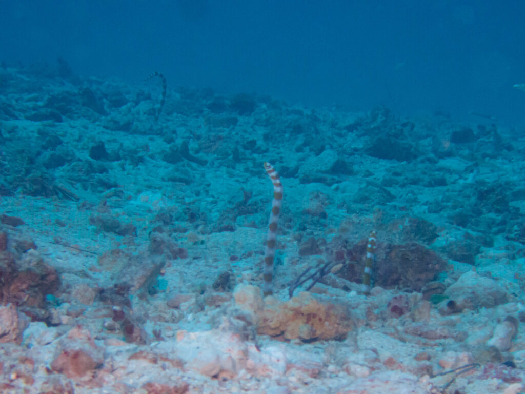 万座 ダイビング