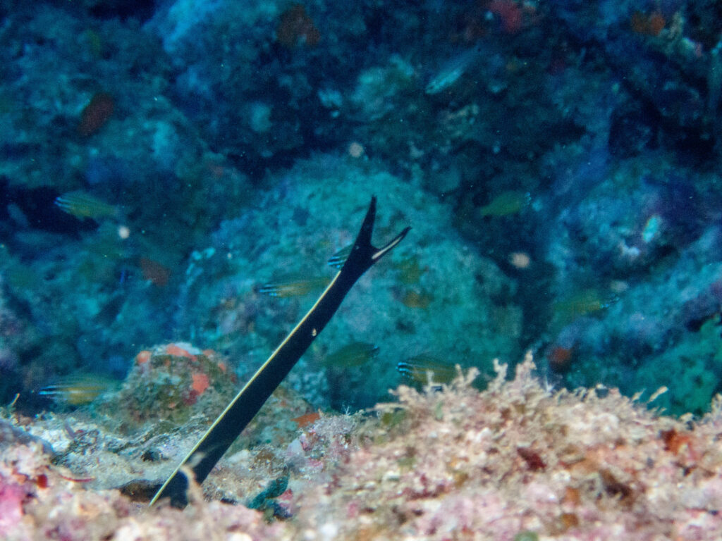 万座 ダイビング