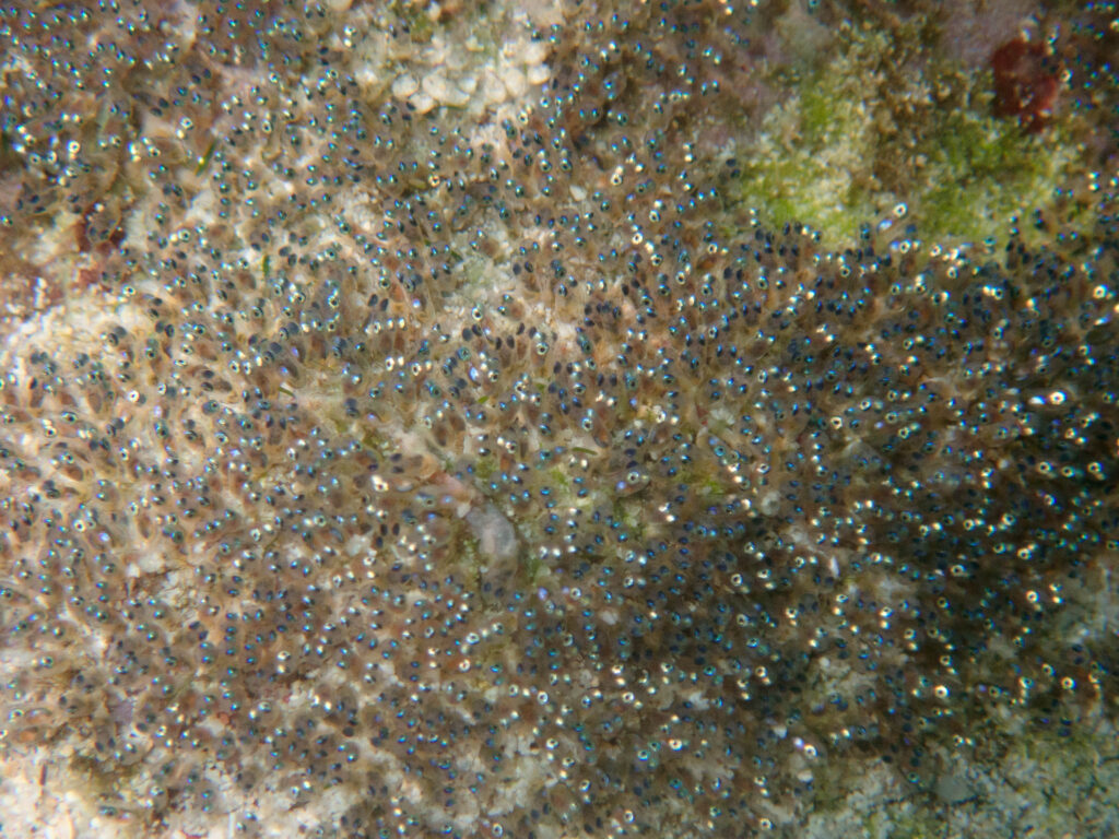 万座 ダイビング