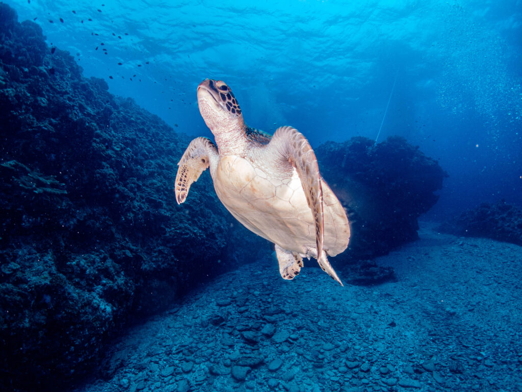 慶良間 体験ダイビング