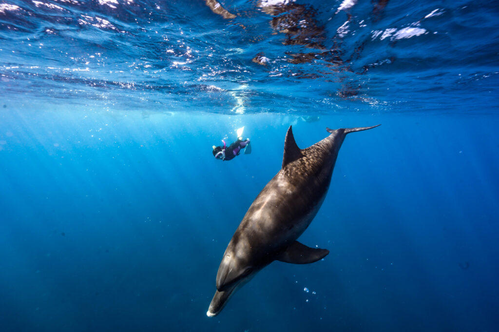 御蔵島 ドルフィンスイム