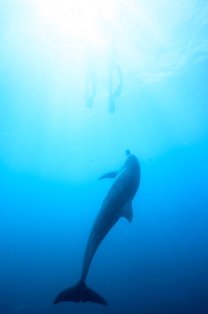 御蔵島 ドルフィンスイム