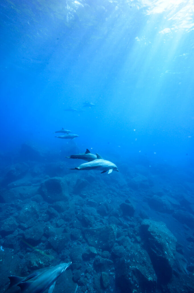 御蔵島 ドルフィンスイム