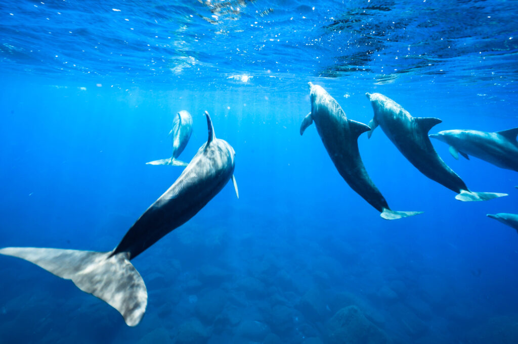 御蔵島 ドルフィンスイム