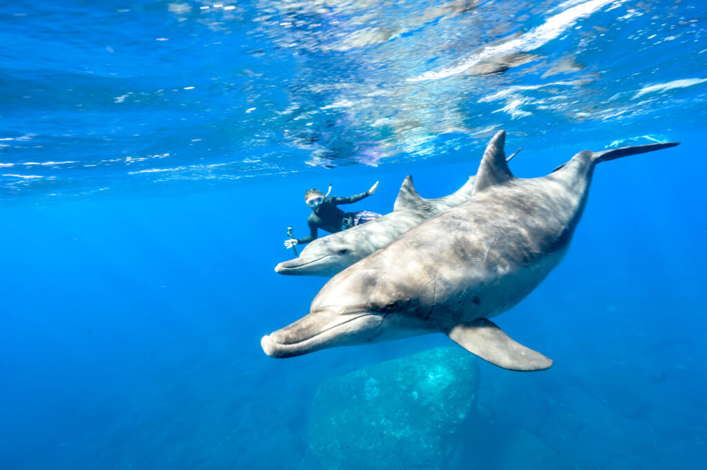 御蔵島 ドルフィンスイム
