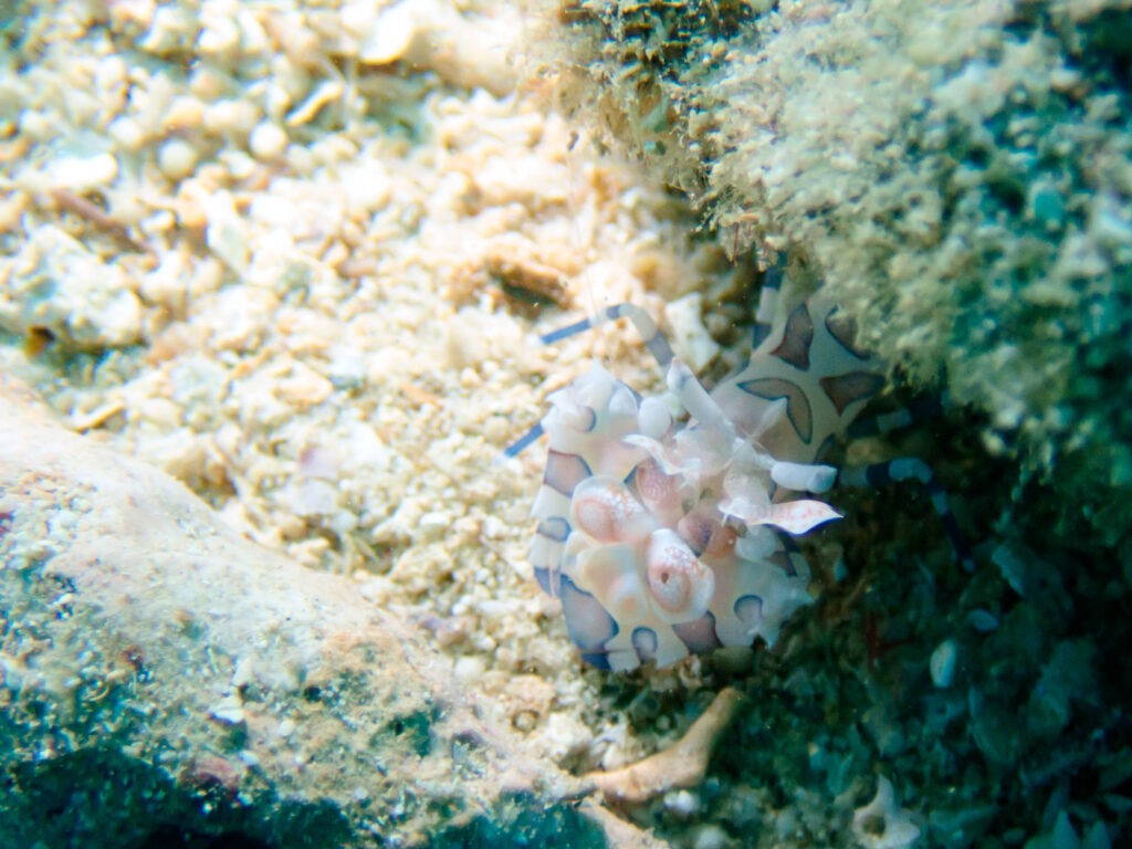 砂辺 ボートダイビング