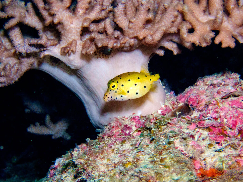 砂辺 ダイビング