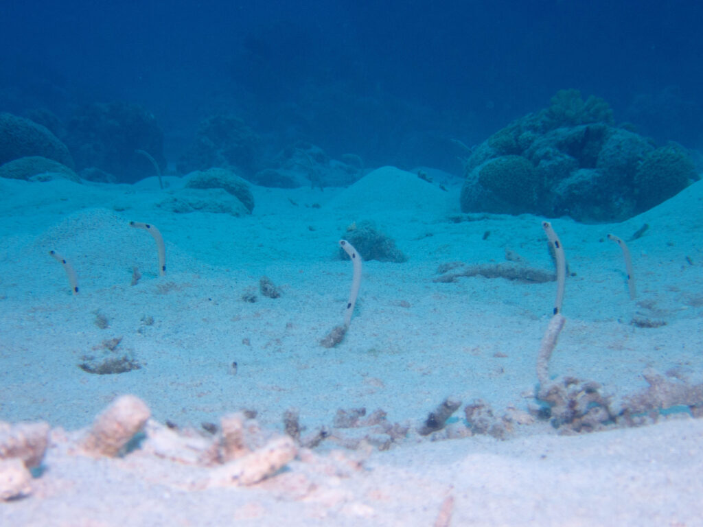 慶良間 体験ダイビング