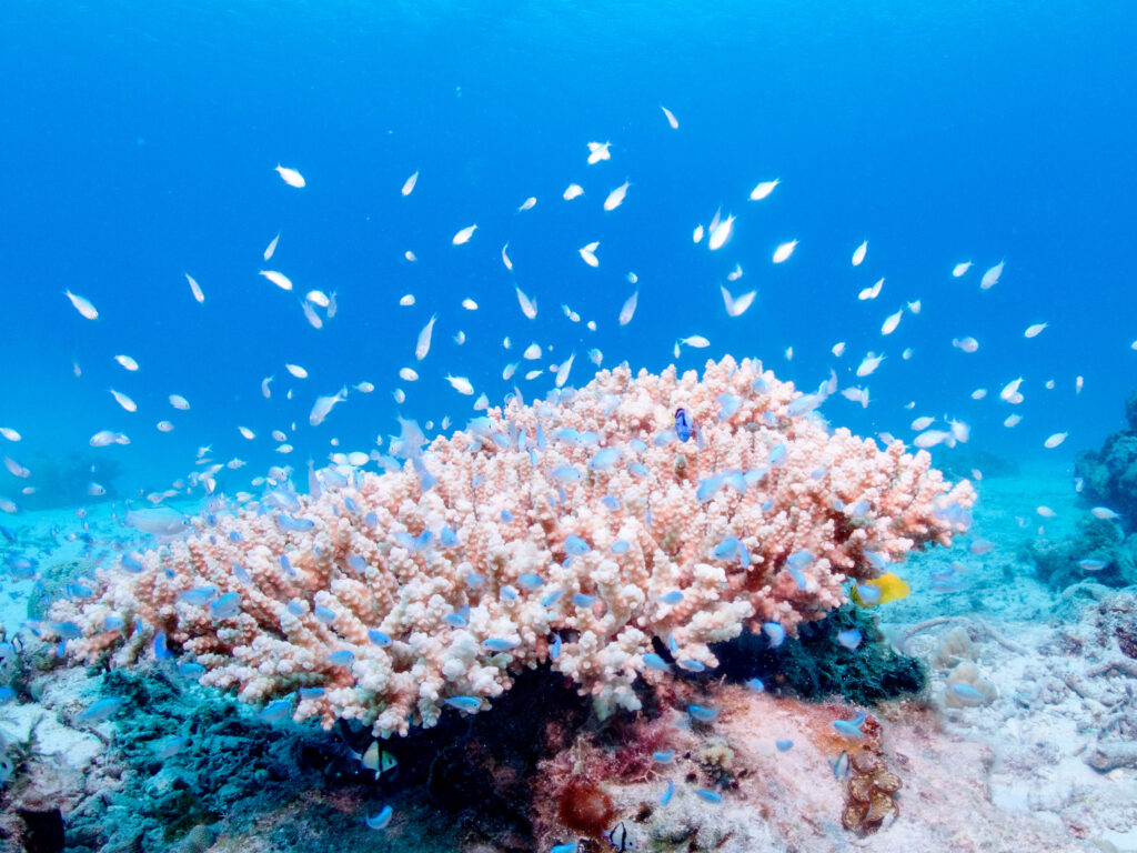 慶良間 体験ダイビング