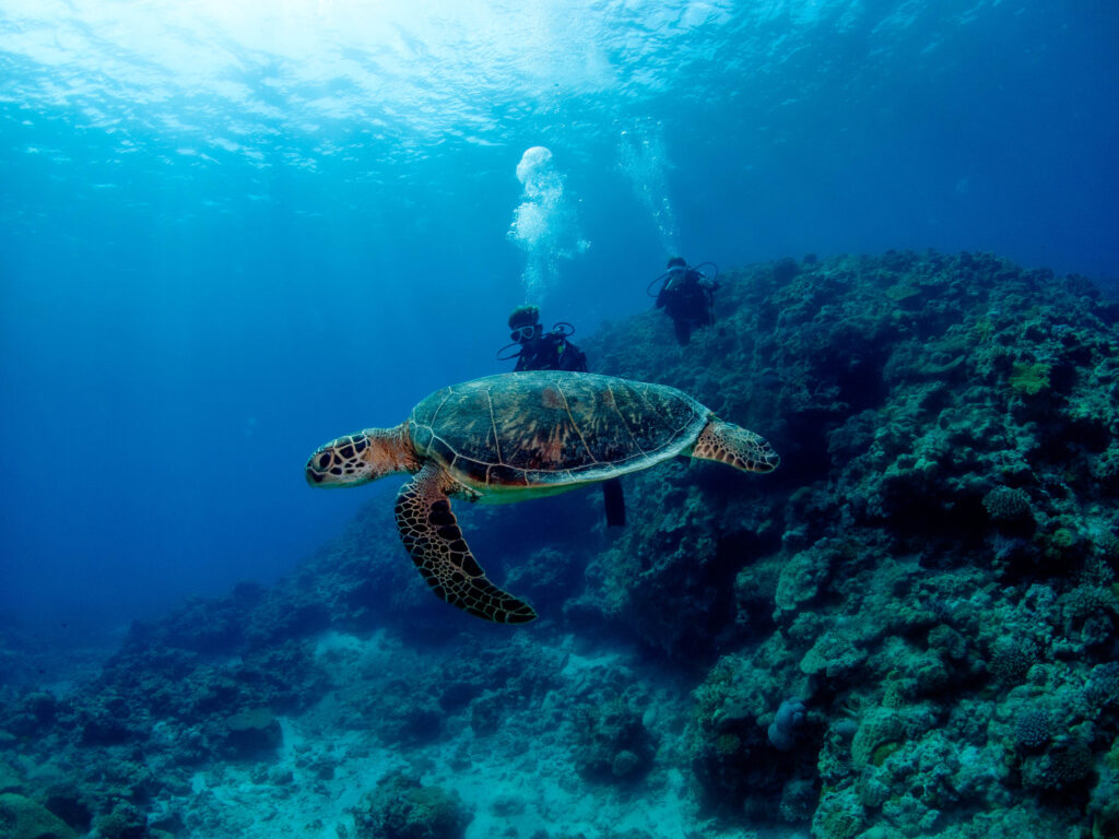 慶良間 体験ダイビング