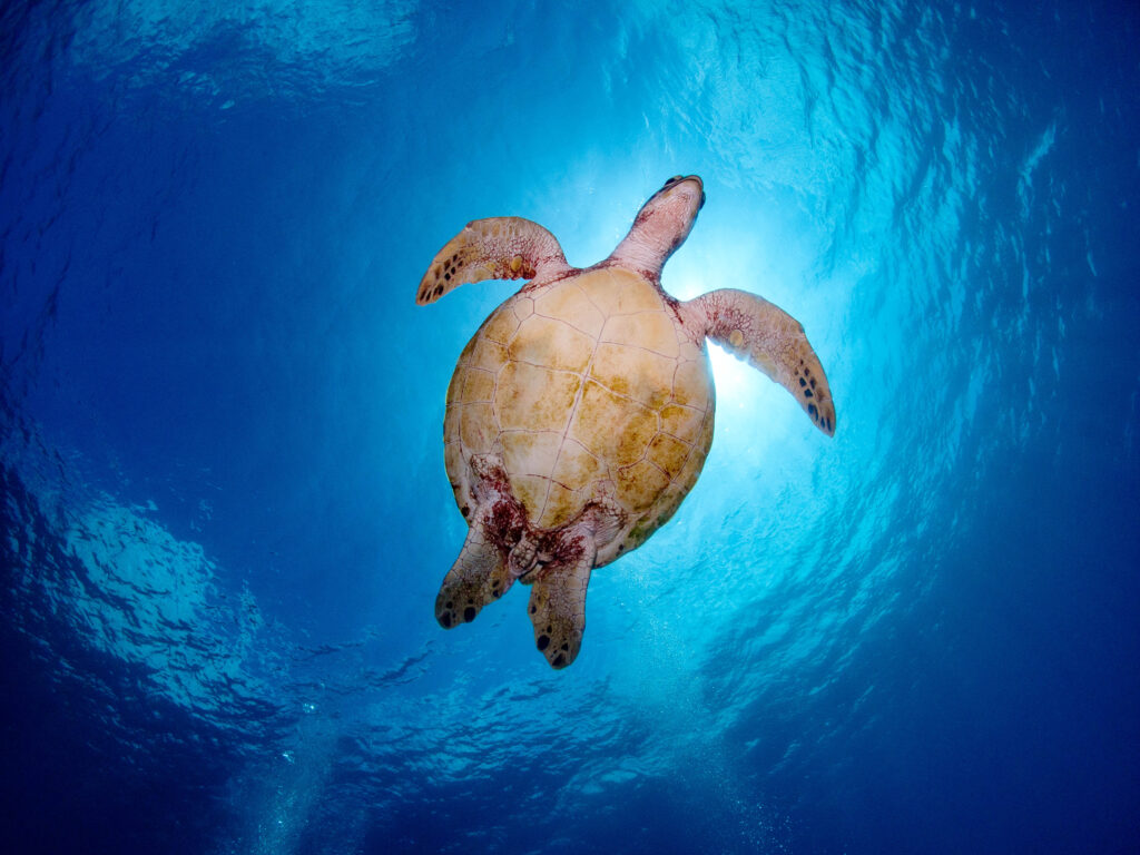 慶良間 体験ダイビング