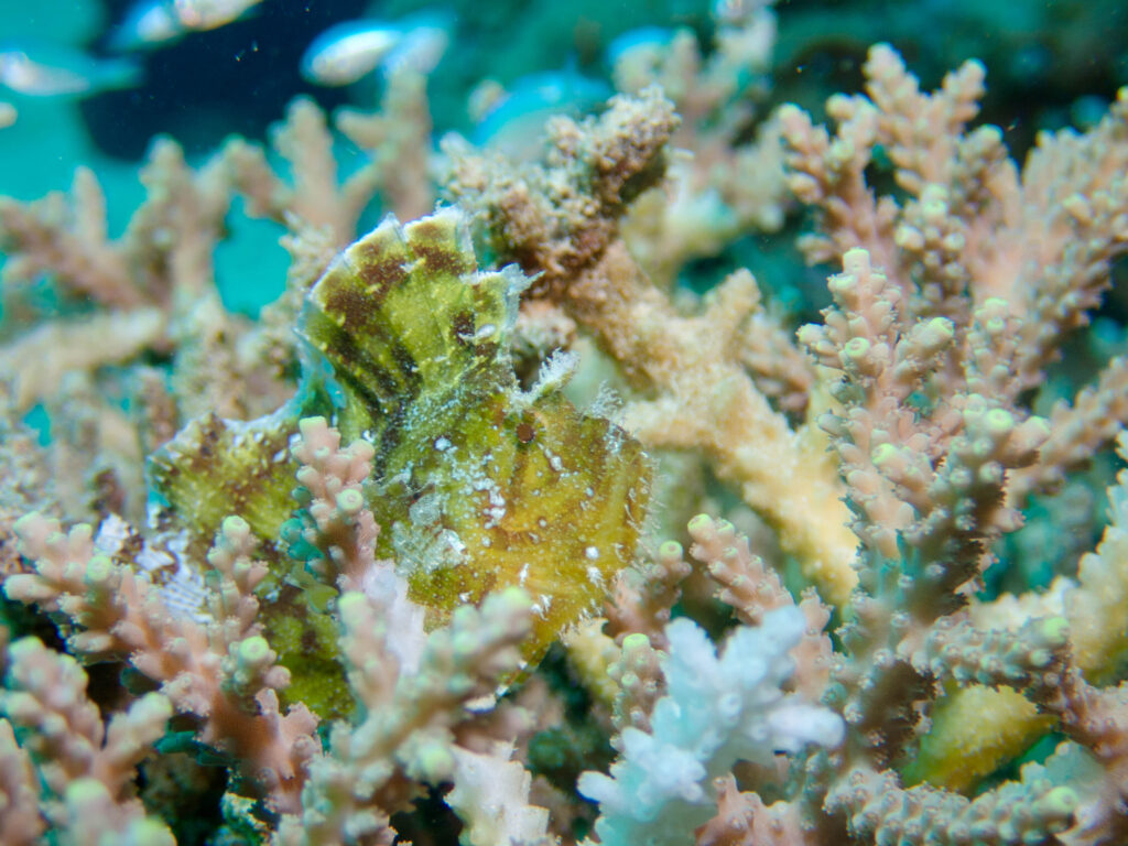 無人島 ダイビングツアー