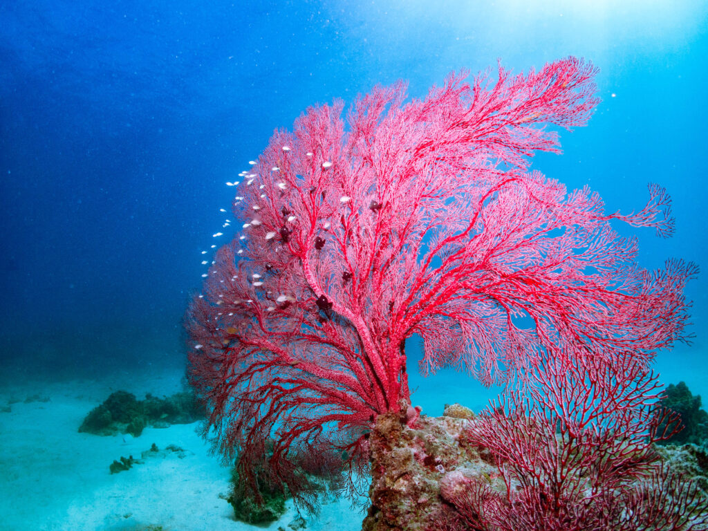 無人島 ダイビングツアー