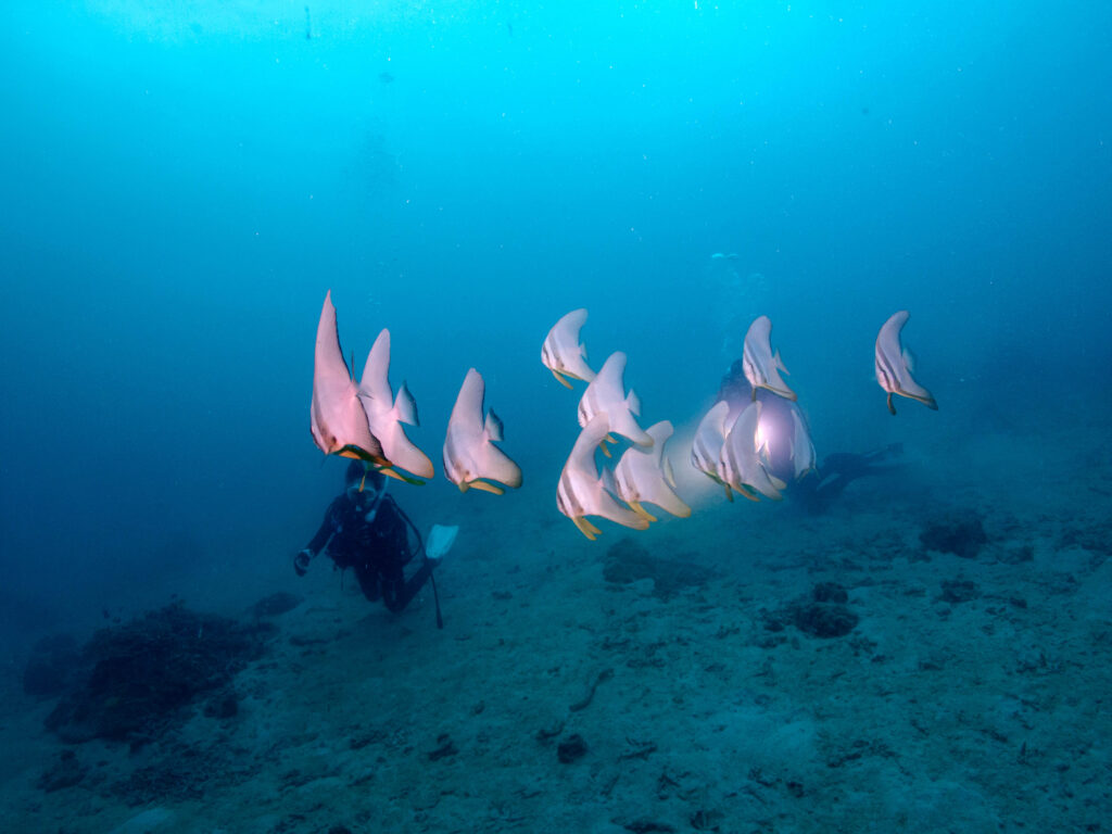 無人島 ダイビングツアー