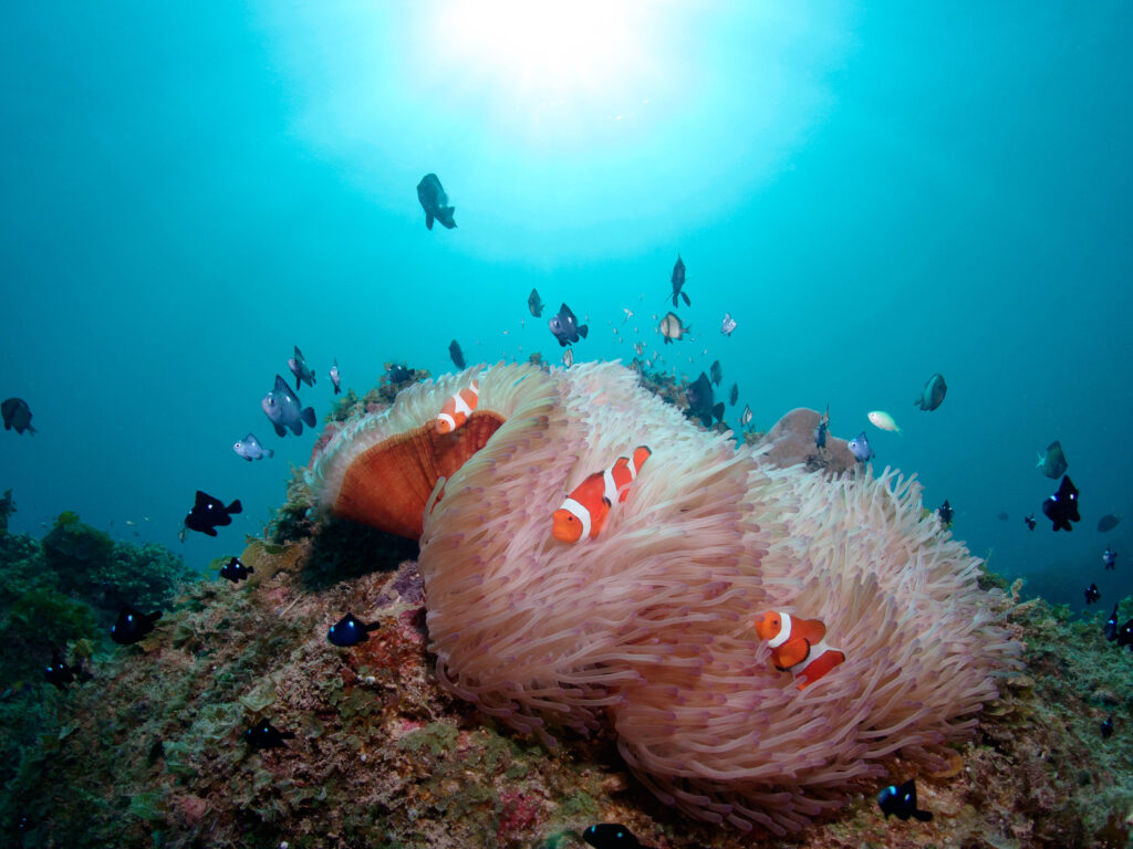 無人島 ダイビングツアー