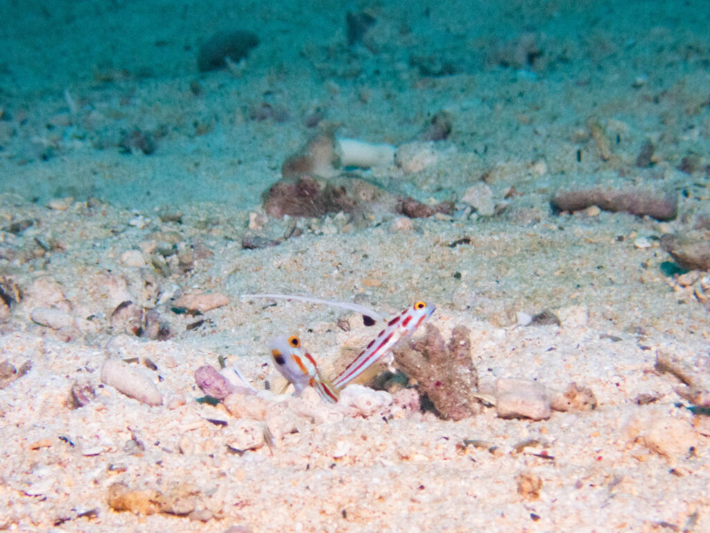 万座　ダイビング