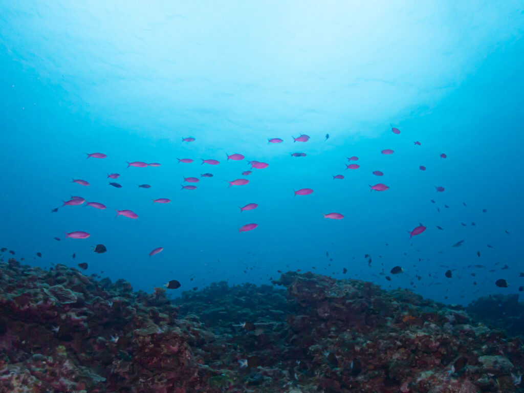 慶良間　ダイビングライセンス