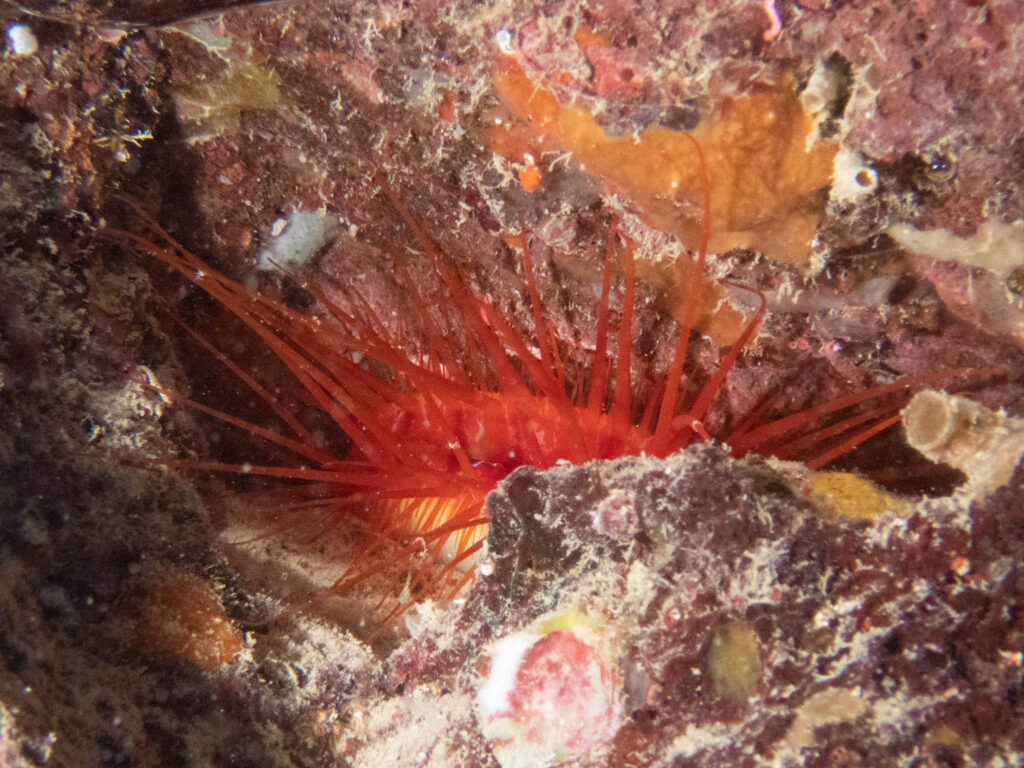 沖縄　リハビリダイビング