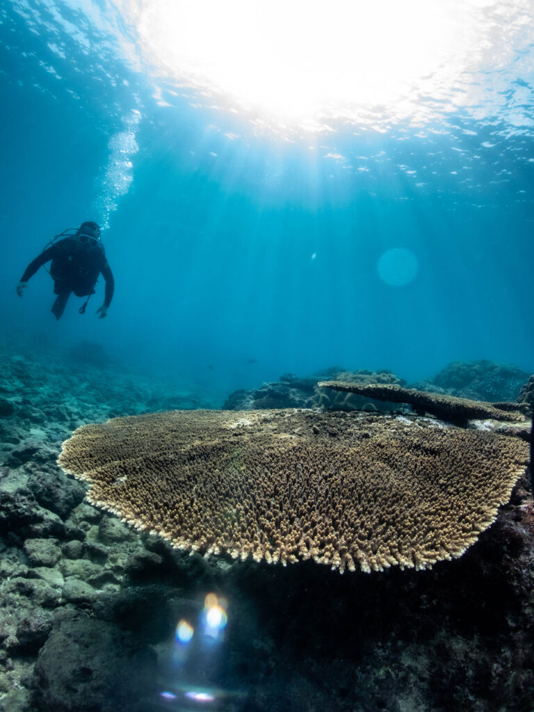 沖縄　リハビリダイビング