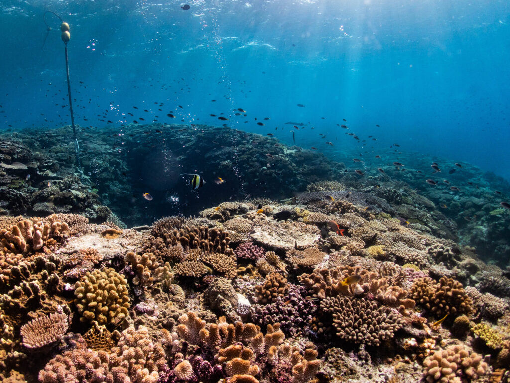 万座　ファンダイビング