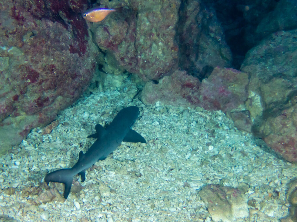 恩納村　ダイビングライセンス