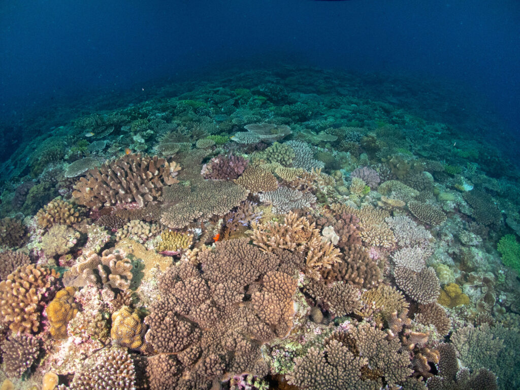 恩納村　ダイビングライセンス
