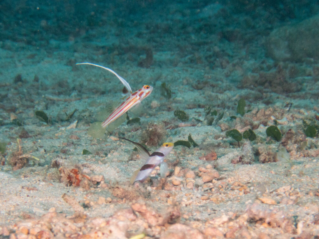 恩納村　ダイビングライセンス
