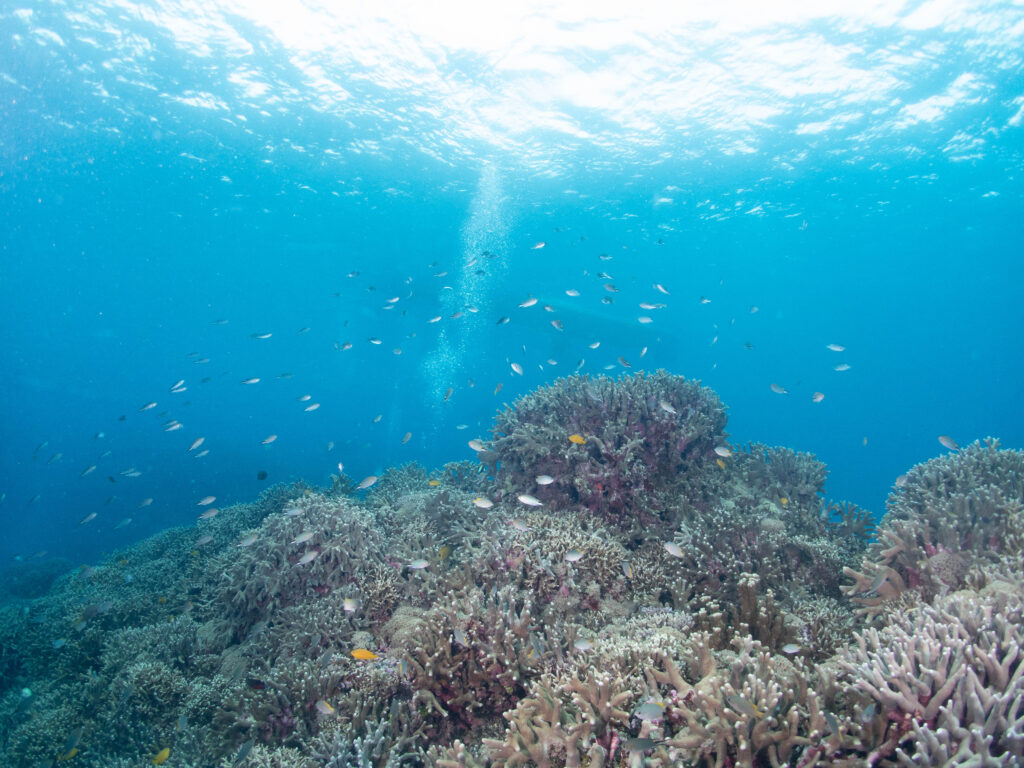 恩納村　ダイビングライセンス