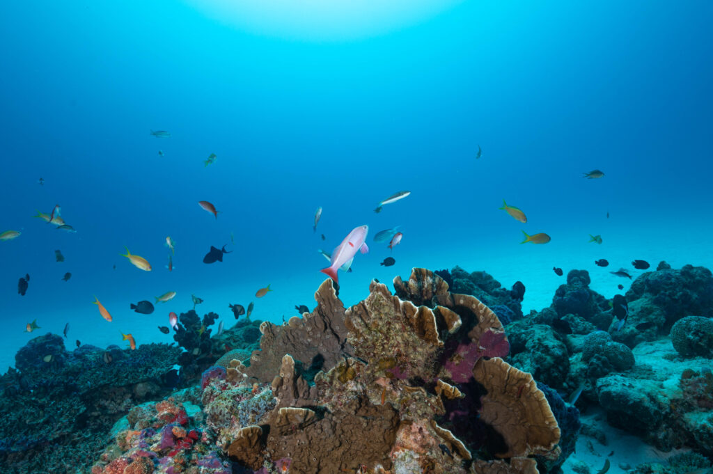 水納島　ダイビング