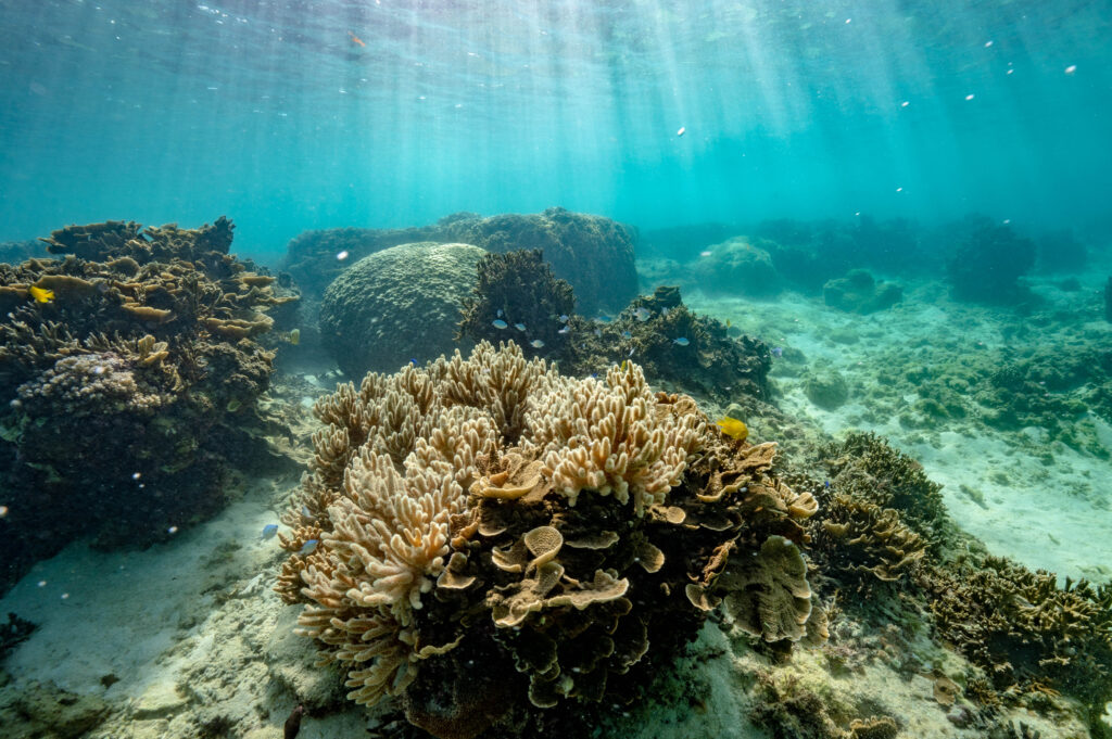 沖縄 スキンダイビング女子