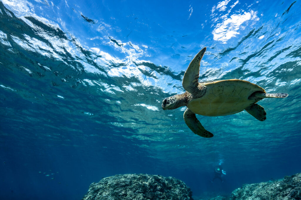 沖縄 スキンダイビング女子