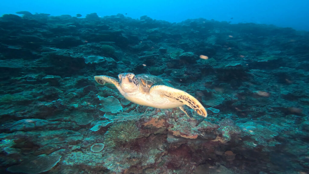 恩納村 ダイビング