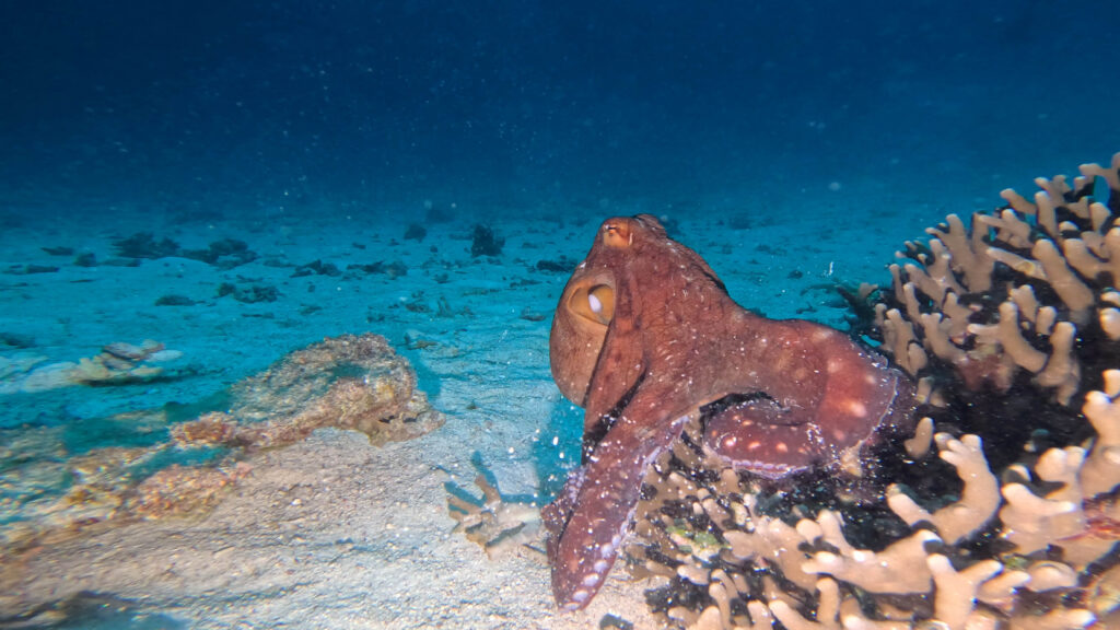 恩納村 ダイビング