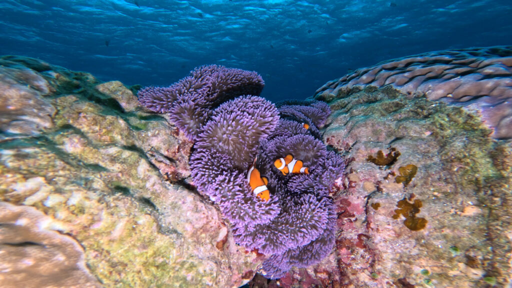 恩納村 ダイビング