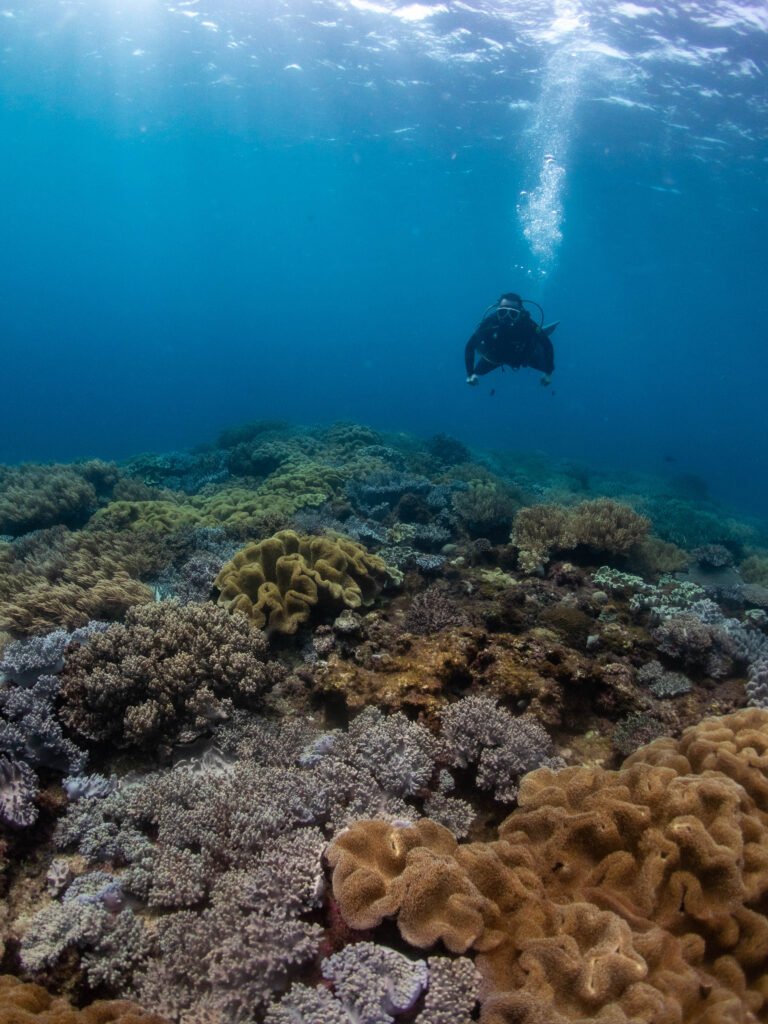 沖縄　リハビリダイビング