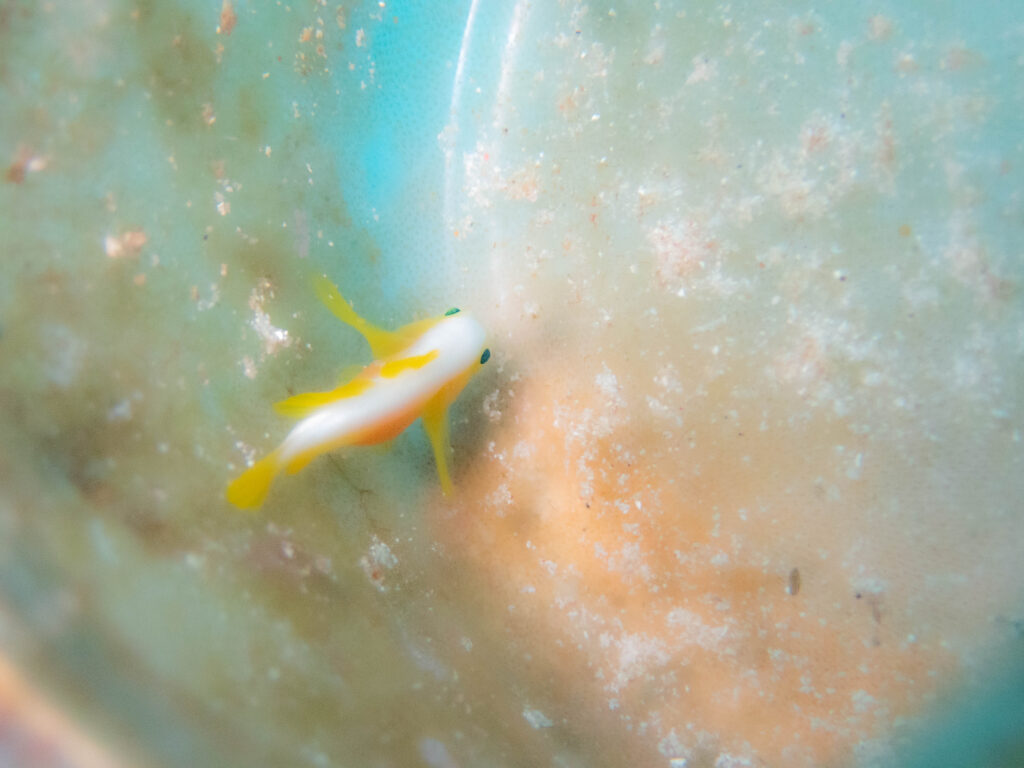 瀬底島　ダイビング