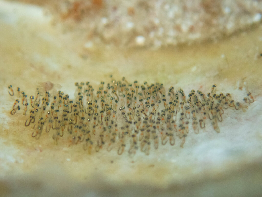 瀬底島　ダイビング