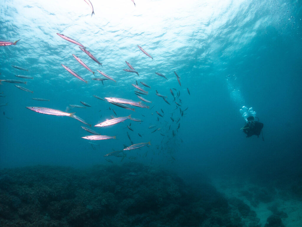 アドバンスダイバー講習 沖縄
