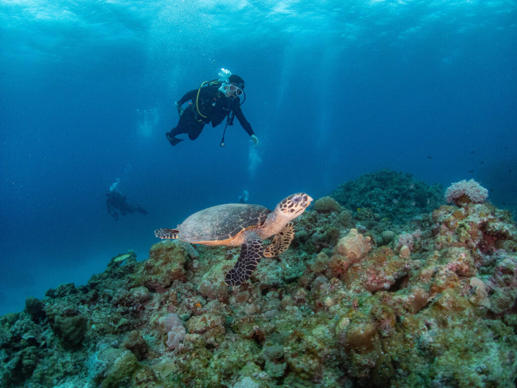 慶良間 ダイビングライセンス