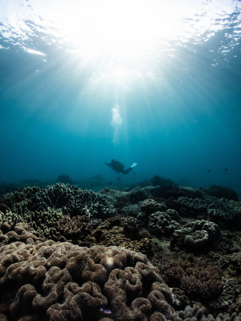 沖縄 ダイビング